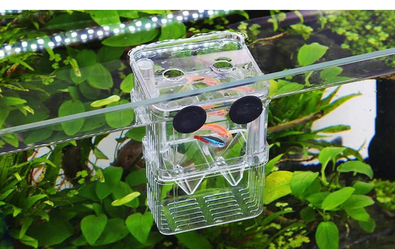 Cage d'isolement pour reproduction en aquarium