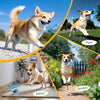 A dog playing with an interactive rolling ball and ropes in various outdoor and indoor settings.