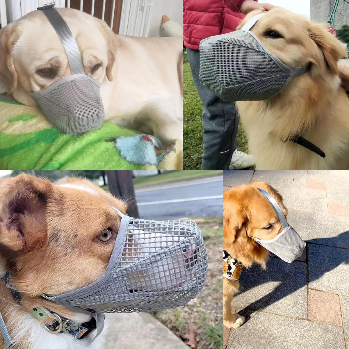 Un golden retriever vistiendo un bozal de malla suave para protección del cebo.