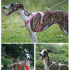 Reflective Nylon Dog Leash with Quick-Release Clip – 150cm