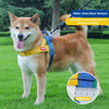 Un perro Shiba Inu vistiendo un arnés azul en un entorno exterior y césped.