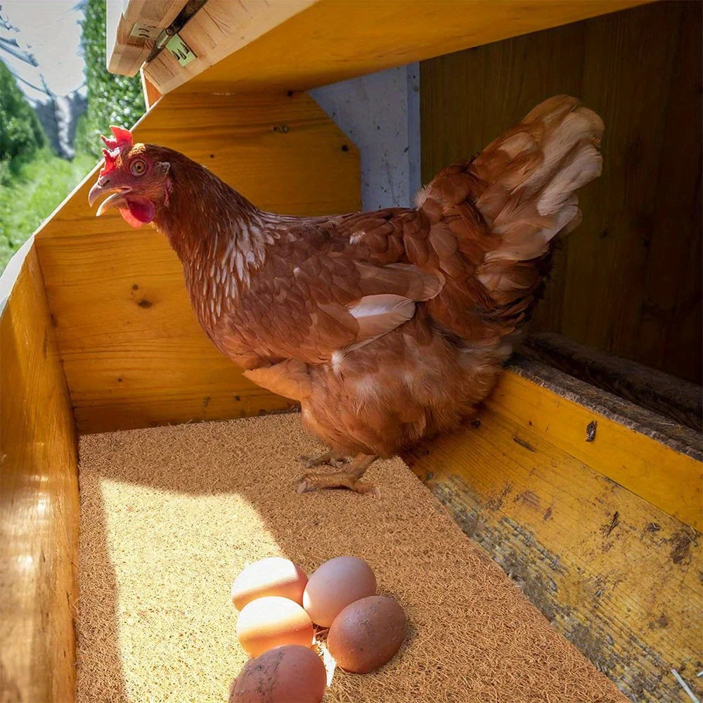 Eine braune Hen in einem Holen mit Strohschuttermaterial und Eiern.