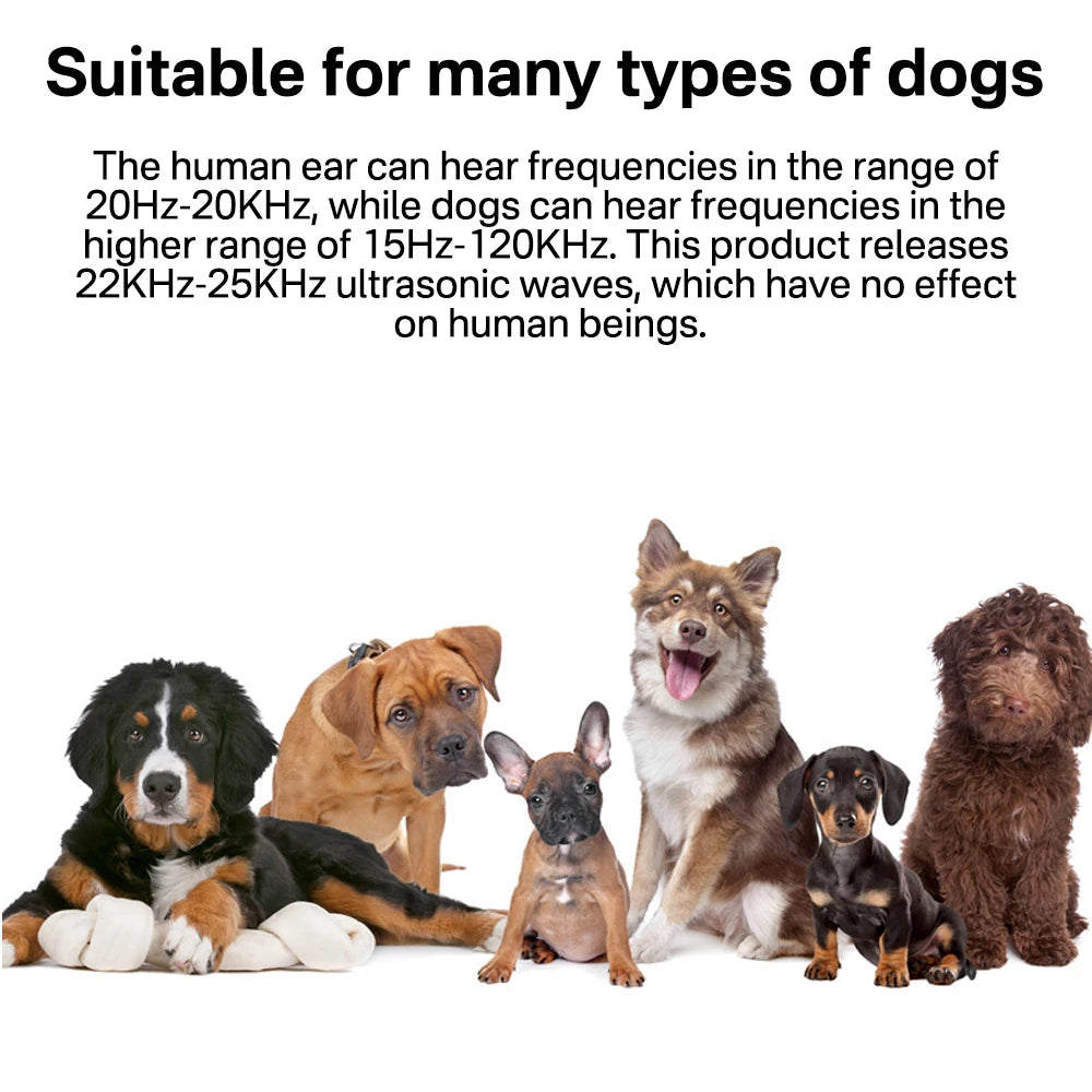 Eine Sammlung verschiedener Hunde unterschiedlicher Rassen und Größen, die zusammen sitzen.