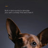 A close-up of a dog's face looking directly at the camera, with an ear visible.