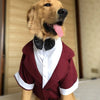 A golden retriever wearing a maroon tuxedo vest with white trim and a black bow tie.