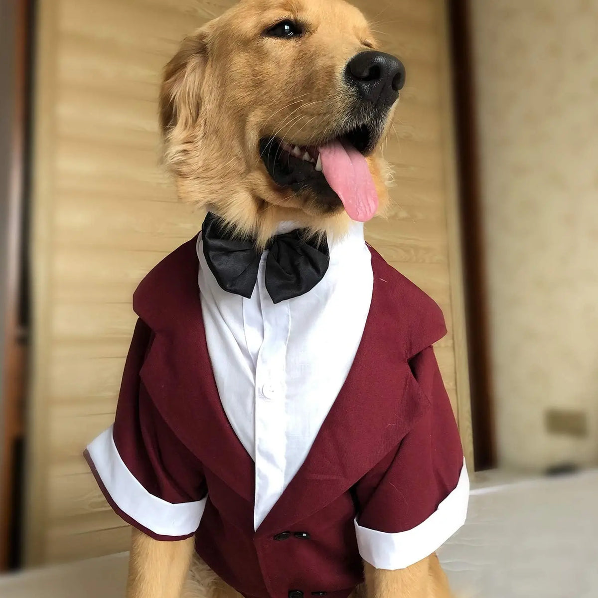 A golden retriever wearing a maroon tuxedo vest with white trim and a black bow tie.