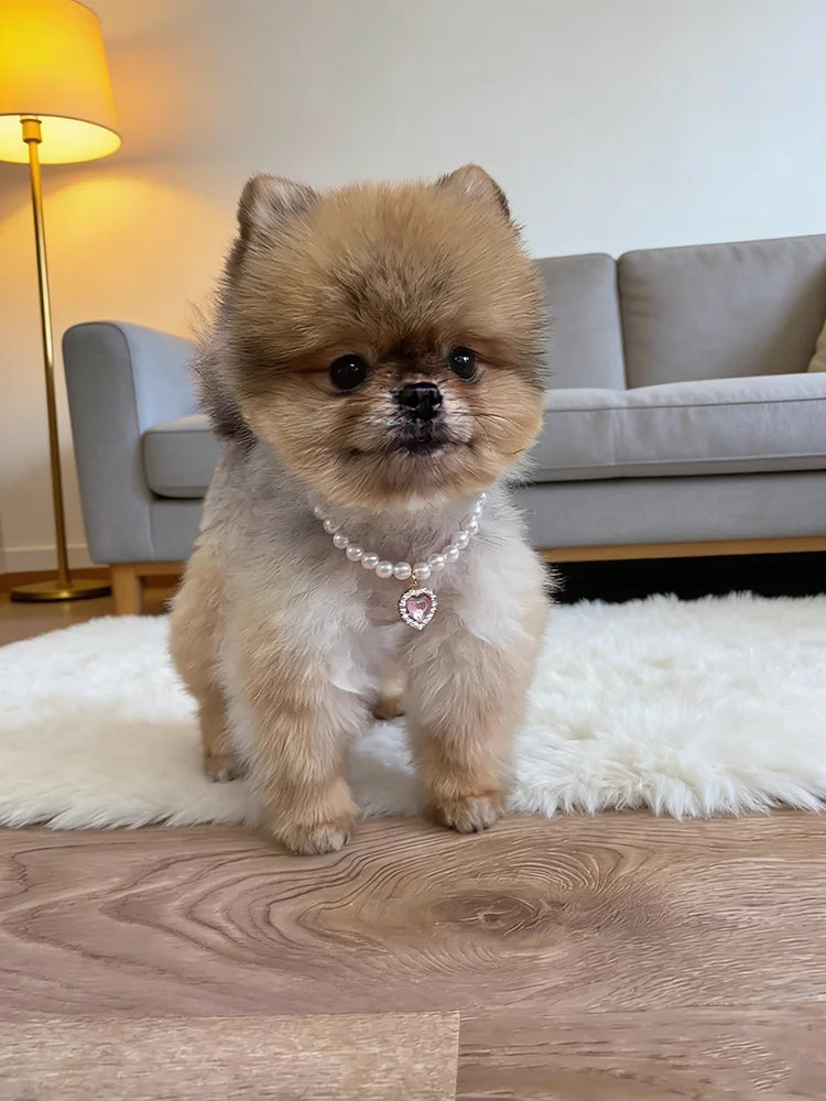 A fluffy fawn-colored dog wearing a delicate pearl necklace sits on a white rug in front of a gray sofa.
