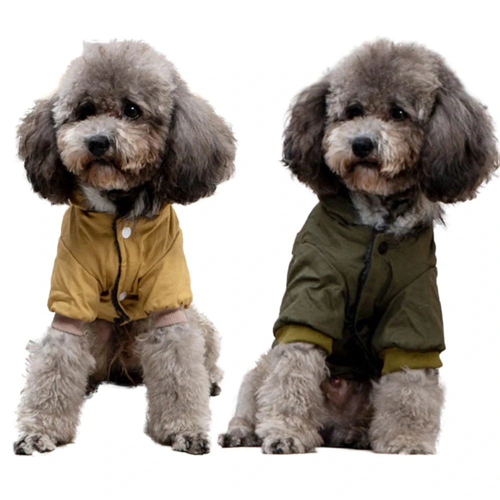 A fluffy grey poodle wearing a olive green cozy hooded winter jacket.