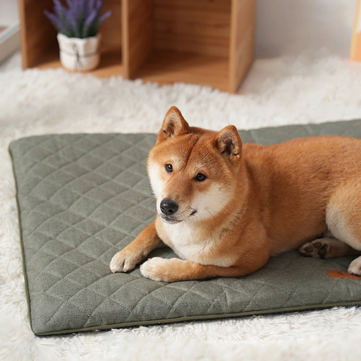 An orange Shiba Inu dog lying on a green quilted mat on a white fluffy surface.