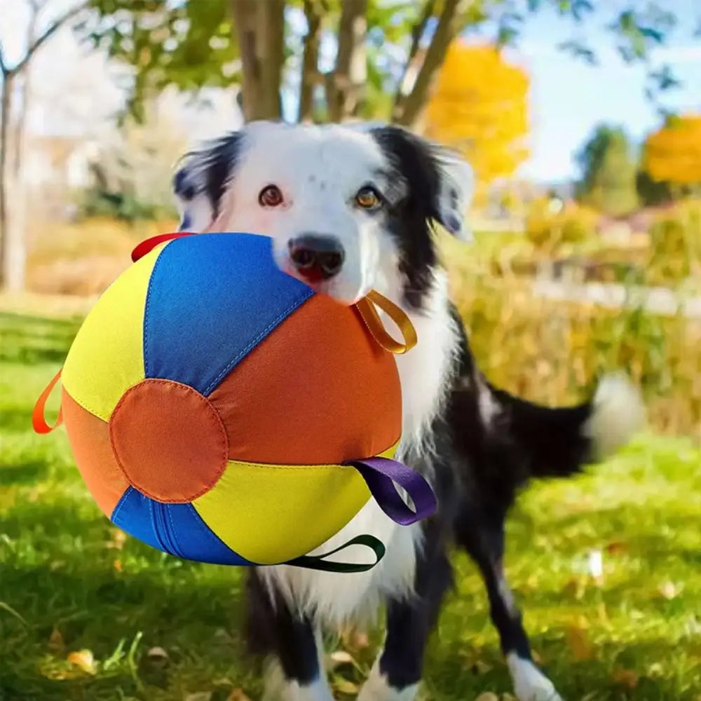 A black and white dog holds an orange and blue inflatable herding ball in a grassy outdoor setting.
