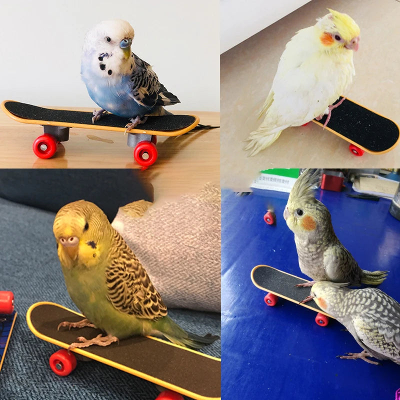 Mini Planche à Roulettes pour Entraînement de Perruches