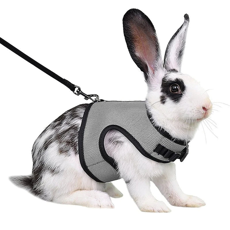Un lapin blanc portant un harnais et une laisse en filet noir.
