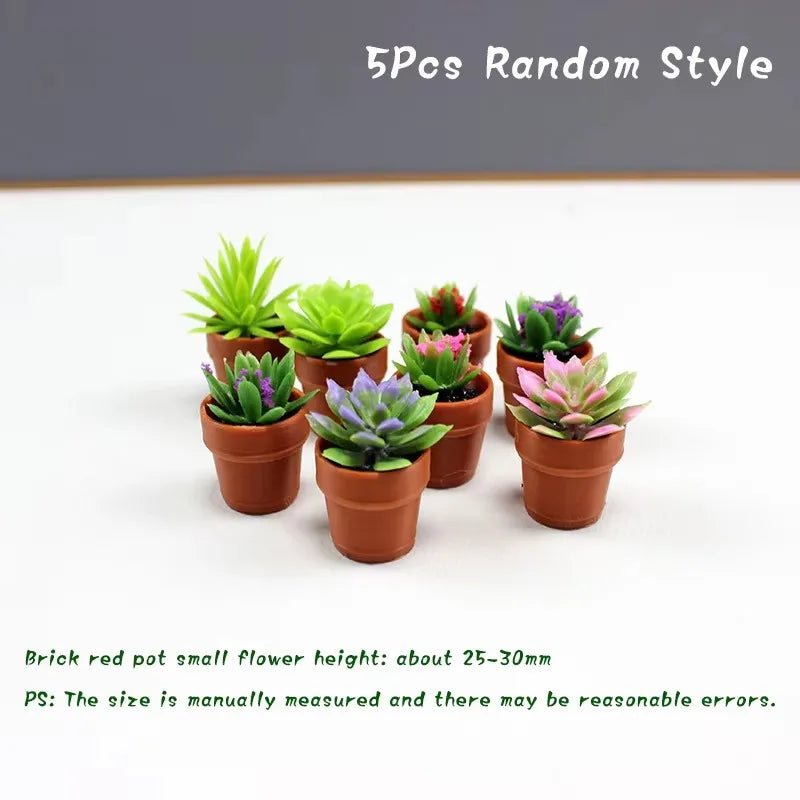 Five random style small terracotta flower pots containing succulent plants