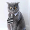 A gray cat wearing a black and white striped bow tie collar.