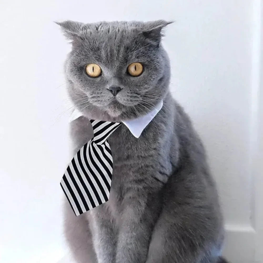 A gray cat wearing a black and white striped bow tie collar.