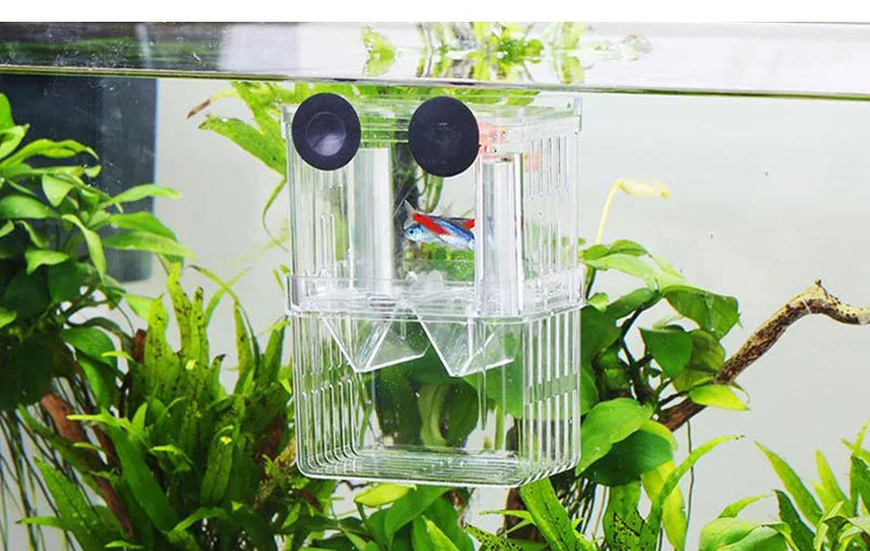 Cage d'isolement pour reproduction en aquarium