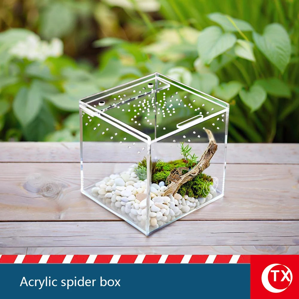 Clear acrylic spider box filled with white pebbles and moss on a wooden surface.