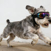 A gray and white dog wearing black UV protection sunglasses while running.