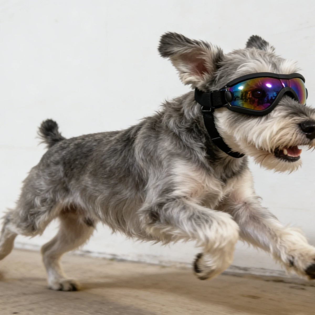 A gray and white dog wearing black UV protection sunglasses while running.
