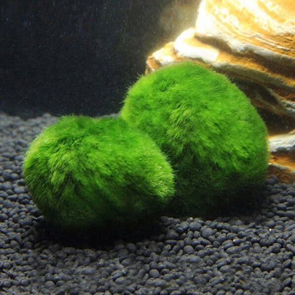 Bola de Musgo Marimo Artificial para Acuario