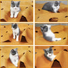 Foldable Cat Play Tunnel & Activity Mat