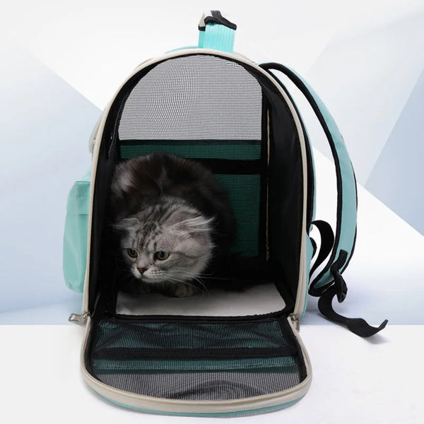 A gray tabby cat is visible inside a light blue pet carrier backpack with black and green interior lining.