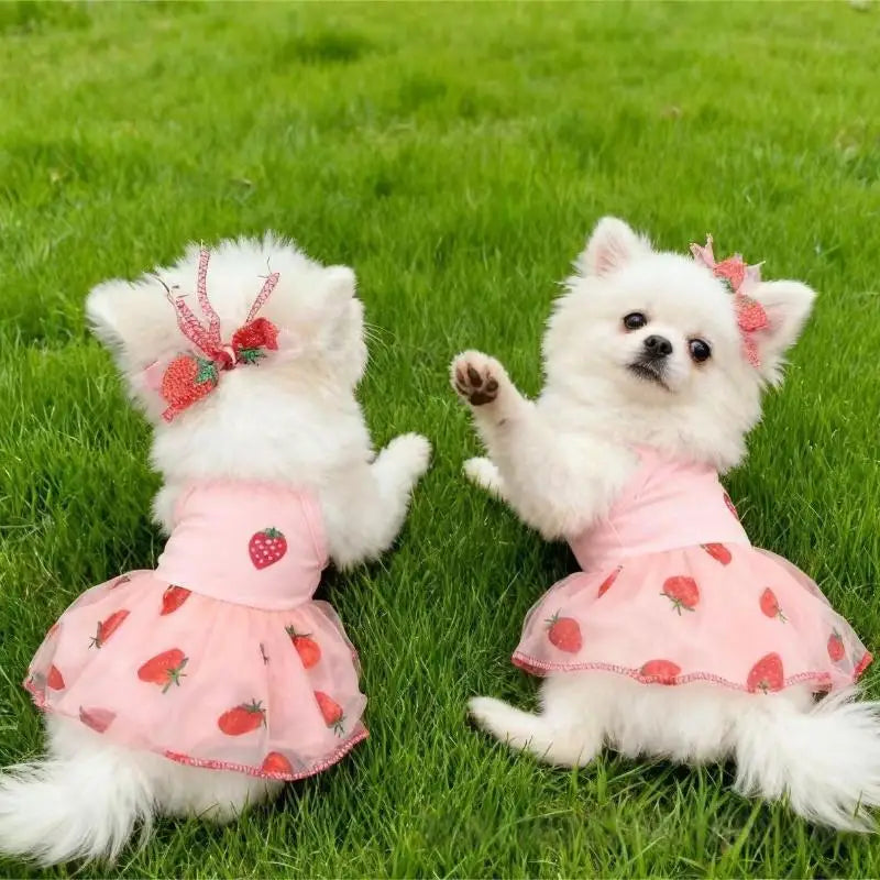 A fluffy white dog wearing a pink strawberry princess dress sitting on green grass.
