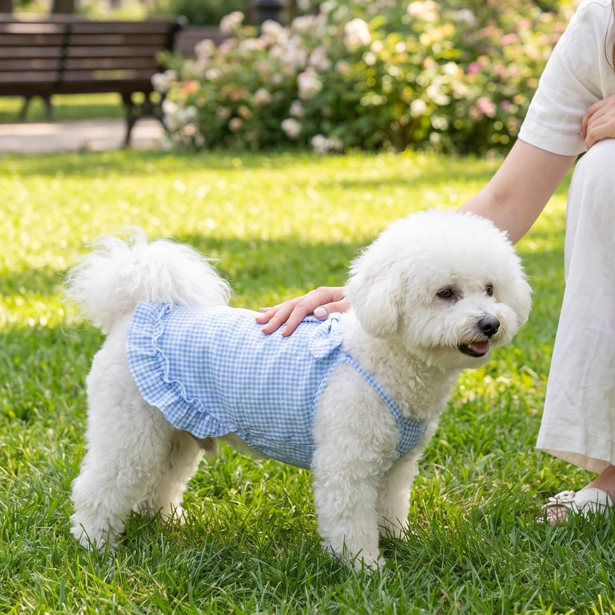 A fluffy white dog wearing a blue checkered tank top is being held by a person in a sunny grassy yard.