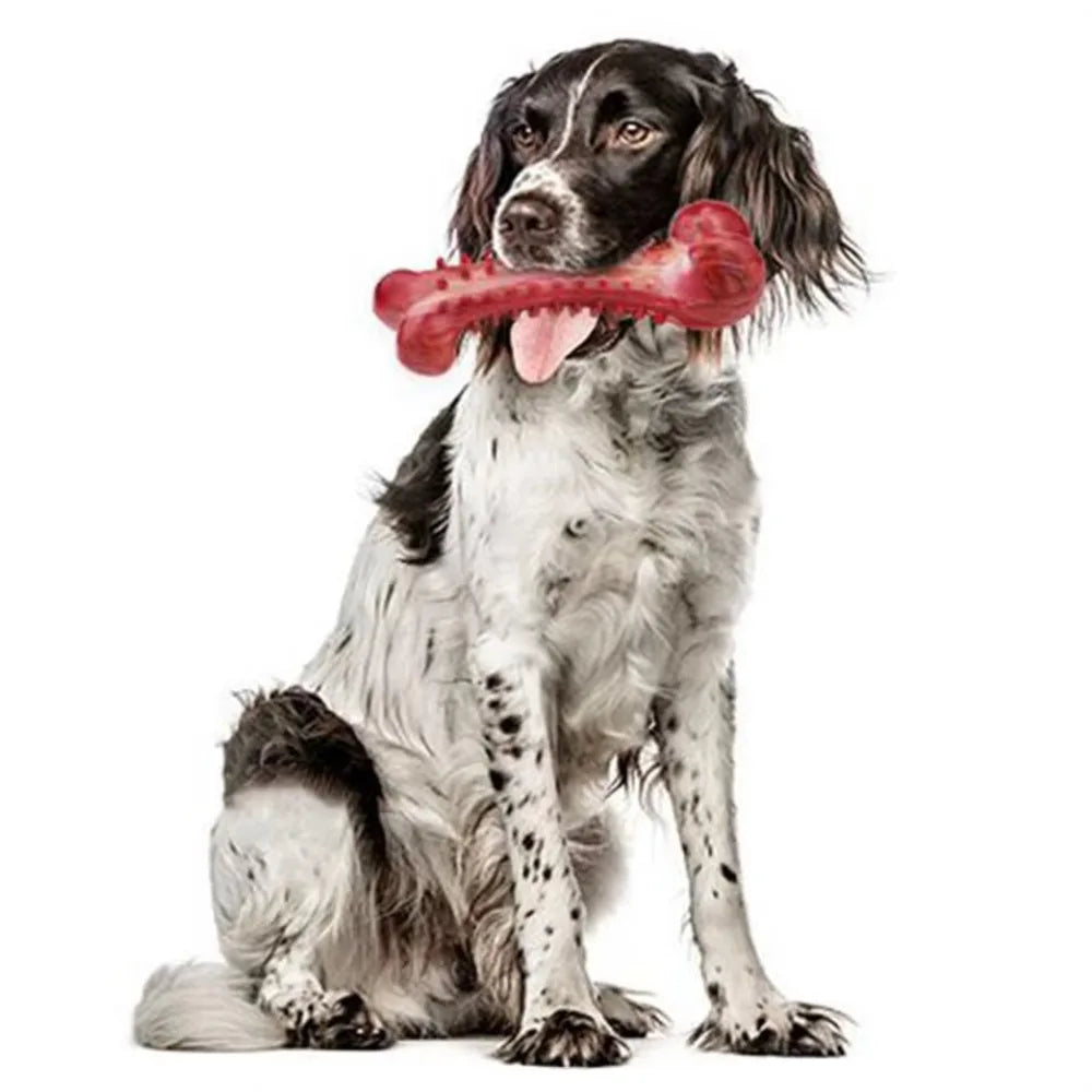 A black and white dog is holding a bright red rubber chew toy in its mouth.