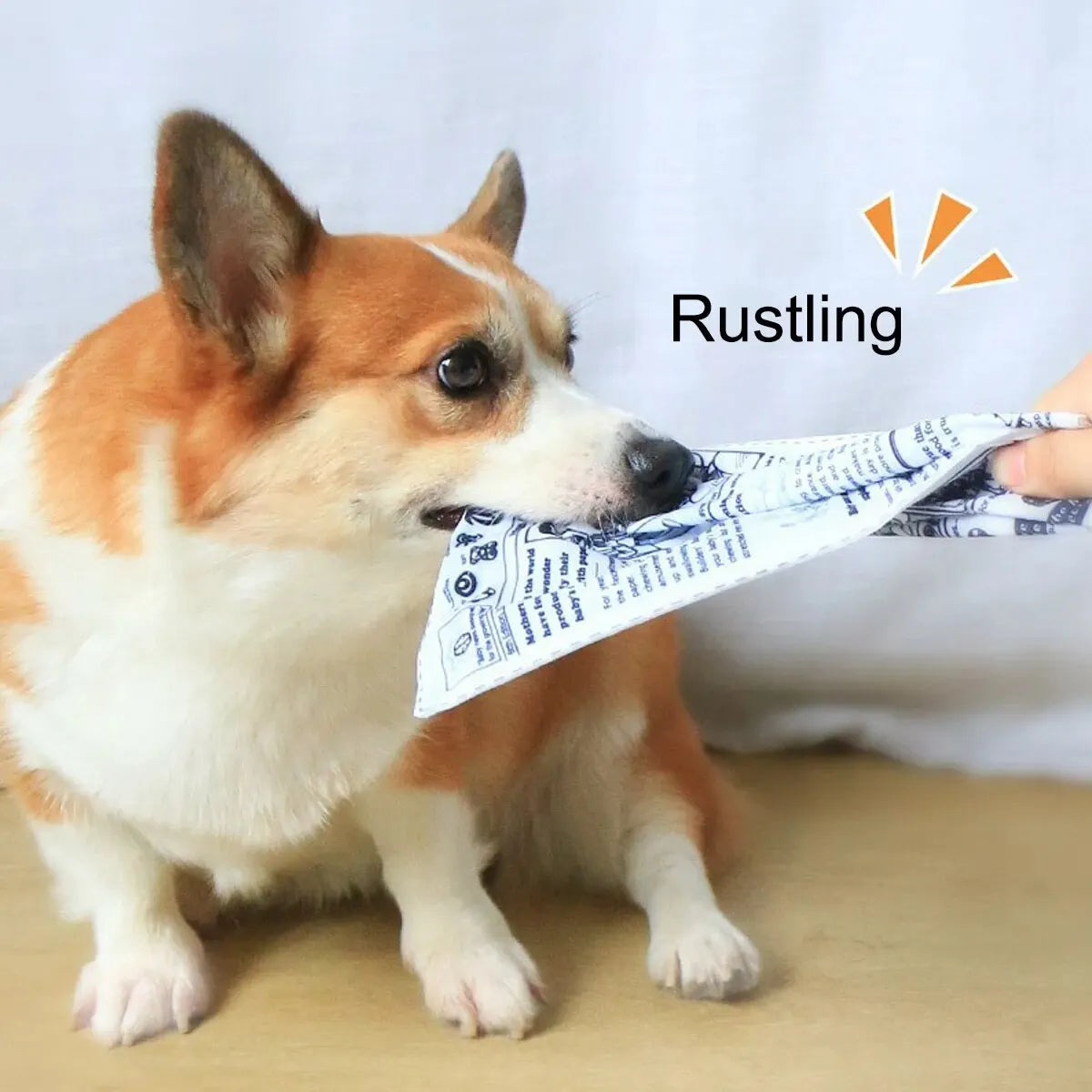 A small, light brown and white dog is sniffing a piece of newspaper toy.