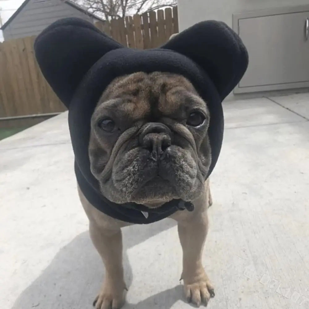Un perro de color cría vistiendo un gorro de invierno de forro negro con orejas caídas, parado al aire libre.