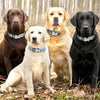 Personalisierte Nylon-Hundehalsband mit graviertem ID-Plättchen