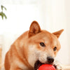 An orange Shiba Inu dog is playing with a bright red rubber ball on a wooden floor.