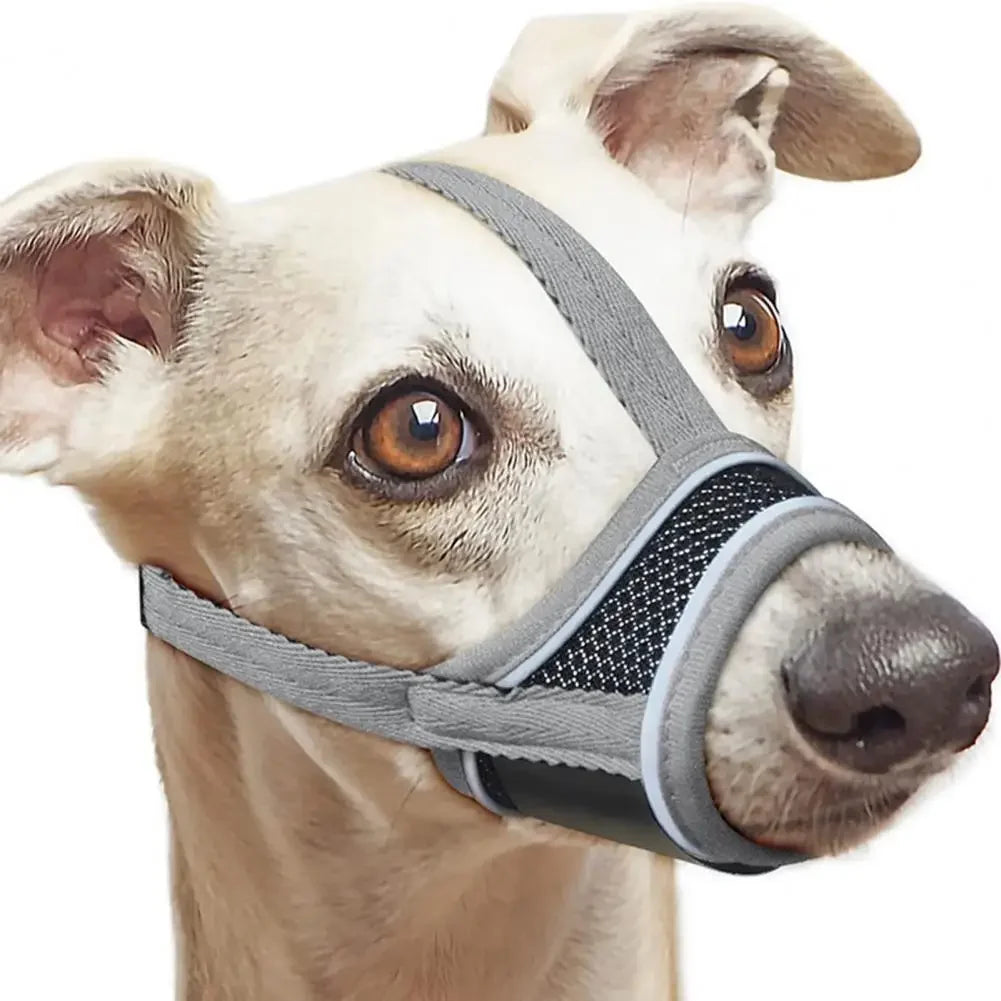 A light-colored dog wearing a gray breathable adjustable muzzle for safe walks and grooming.