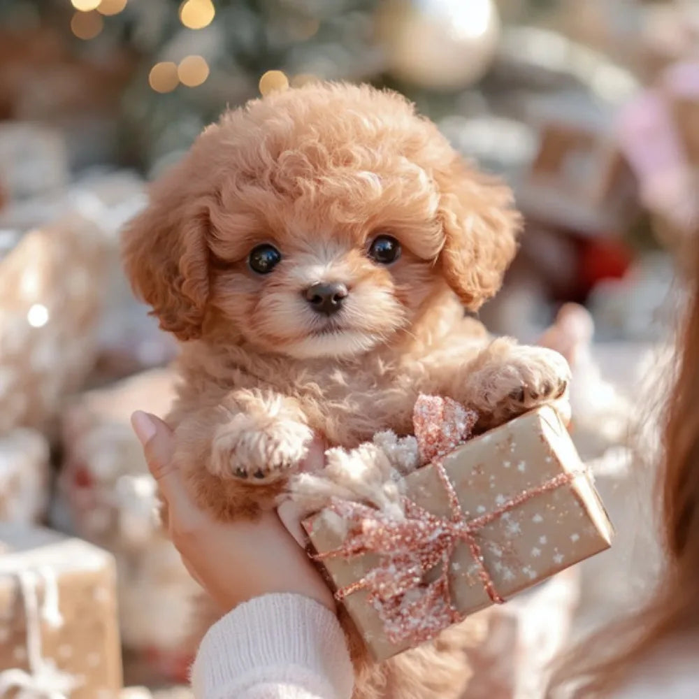 A small, fluffy apricot-colored puppy is held in a person's hand, wrapped in a decorative box.