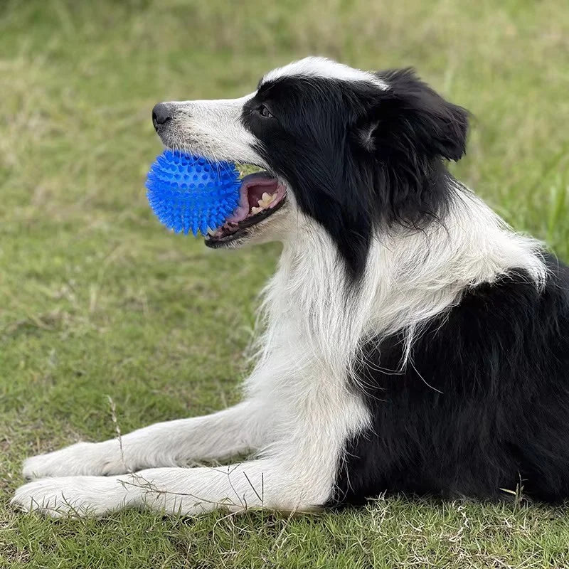 A black and white dog is playing with a blue spiky squeaky toy ball on the grass.