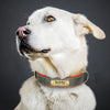 Personalisierte gepolsterte Leder-Hundehalsband mit graviertem Namensschild