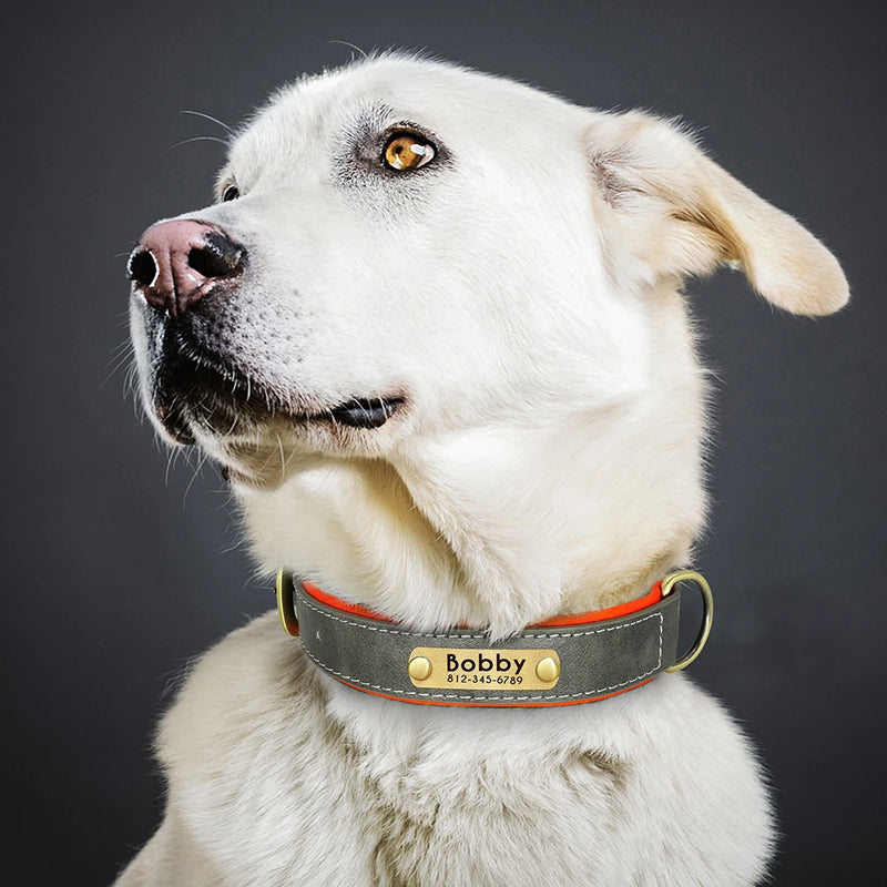 Personalisierte gepolsterte Leder-Hundehalsband mit graviertem Namensschild