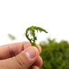 A hand holds a small sprig of artificial green moss for crafts and decor.