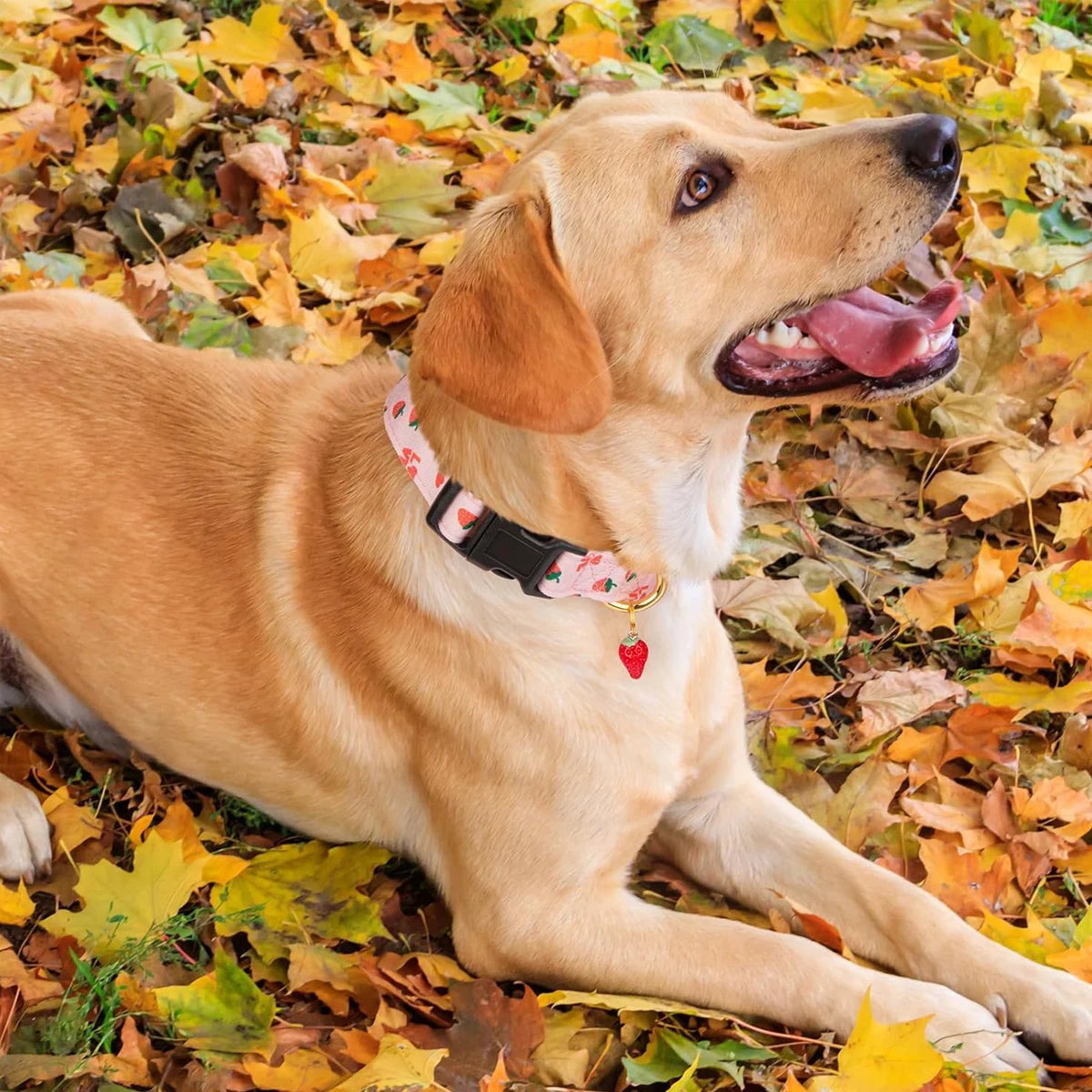 Ein hellbrauner Hund liegt auf Herbstblättern und trägt ein Baumwollhalsband mit Herz- und Erdbeerenanhänger.