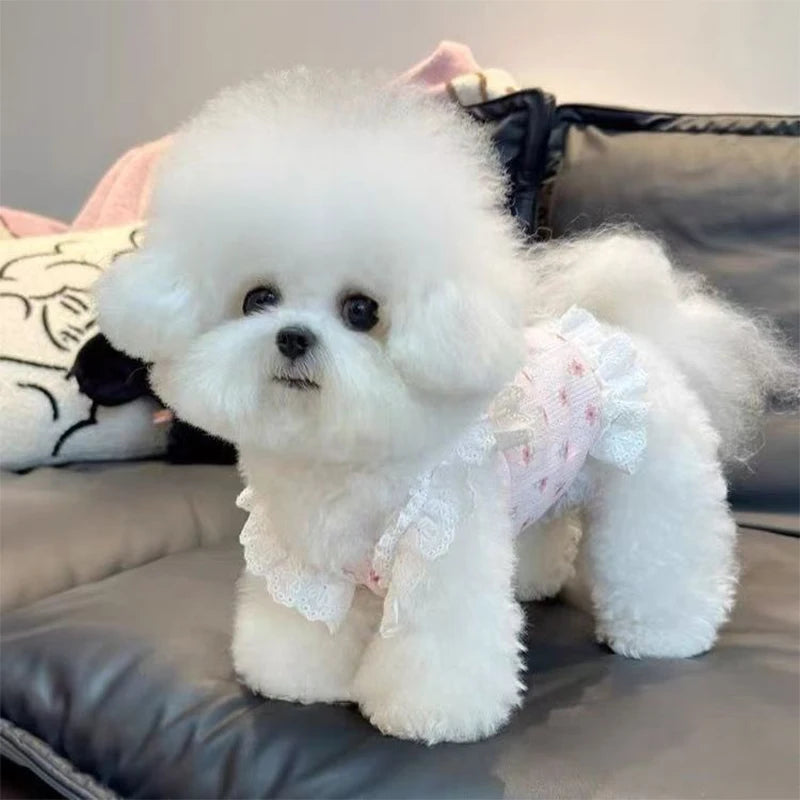A fluffy white dog wearing a floral print pet vest, sitting on a dark gray cushion.
