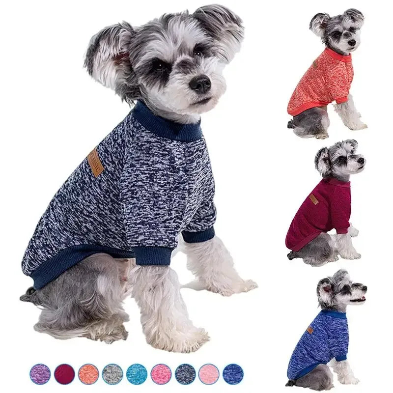 A small dog wearing a navy blue knitted winter jacket with a collar and a matching patterned fabric.