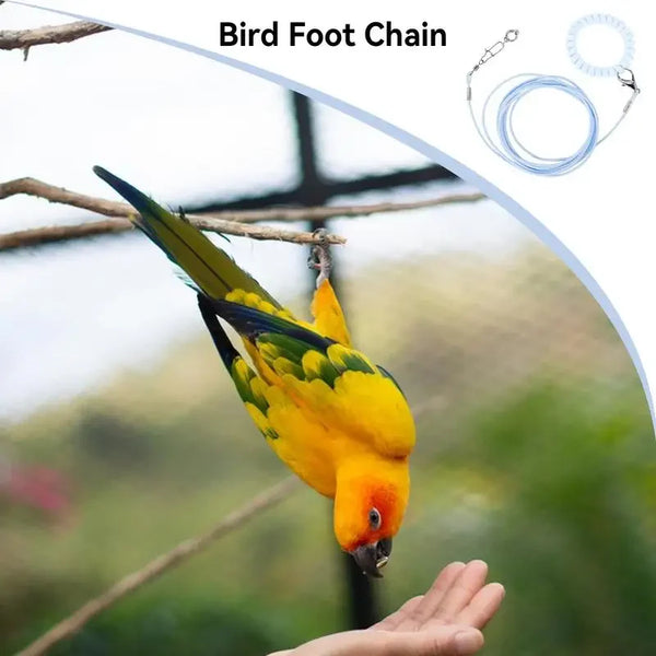 A yellow parrot is perched on a branch, with a bird foot chain and leash shown nearby.
