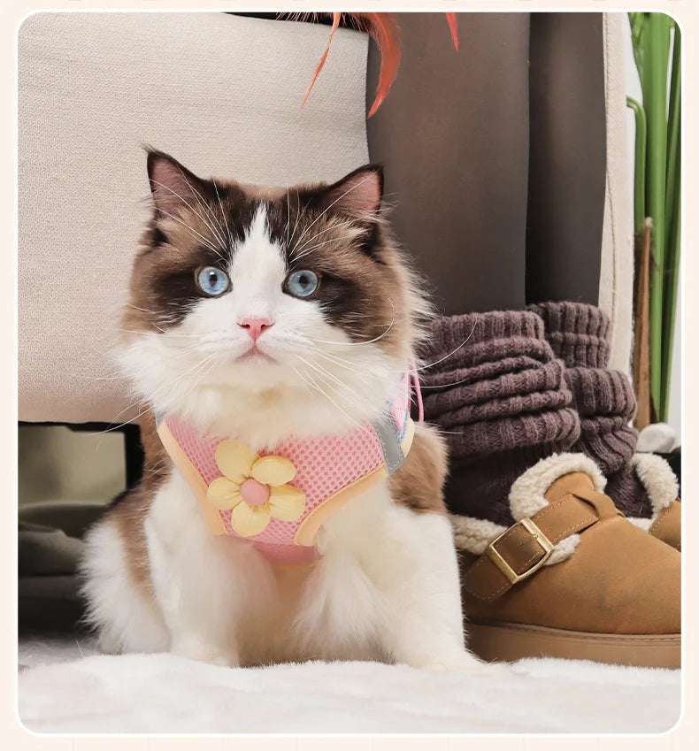 A fluffy brown and white cat wearing a pink harness is sitting on a white surface.