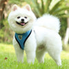 A fluffy white dog wearing a blue harness standing in green grass.