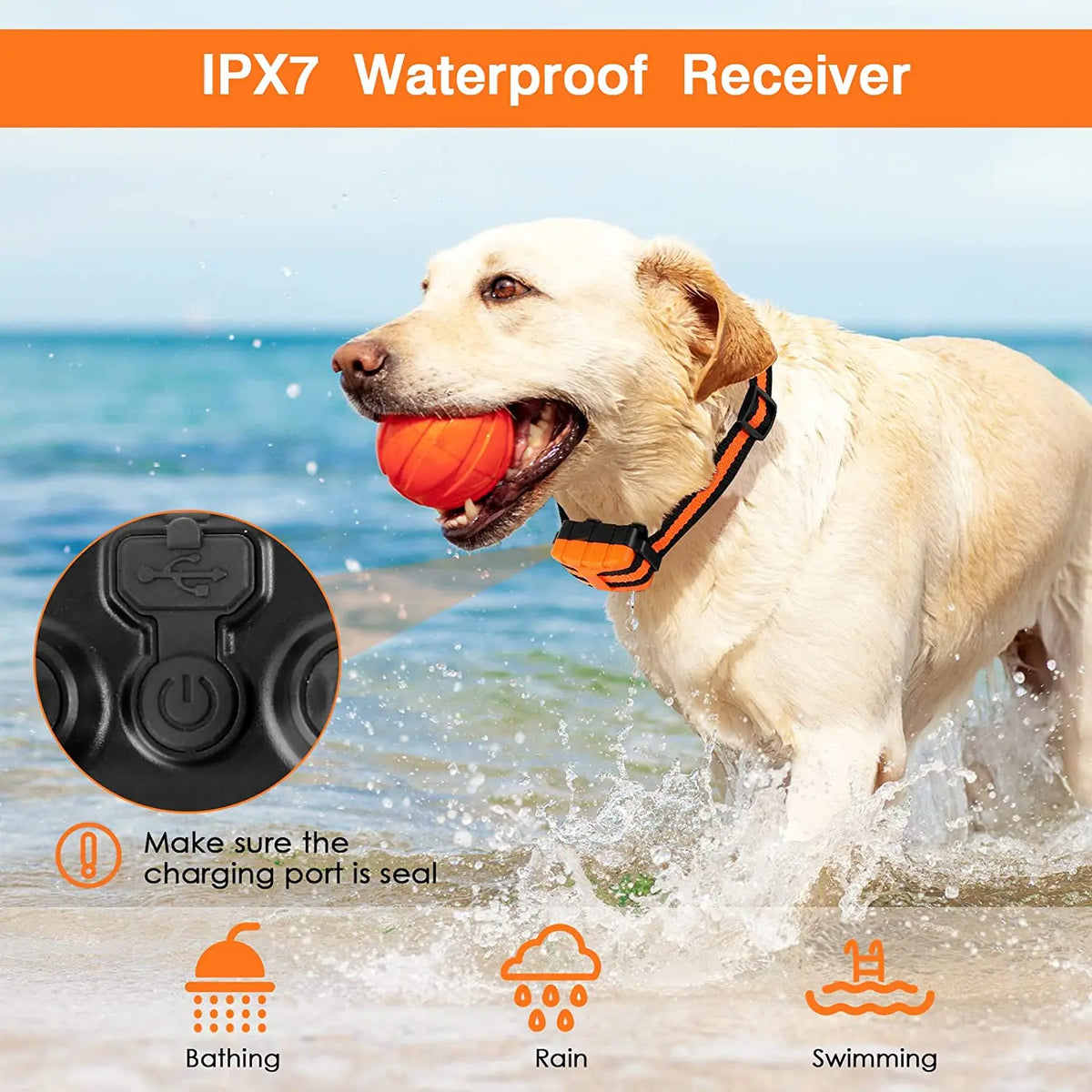 Un chien doré avec un collier orange joue dans l'eau, démontrant le récepteur étanche IPX7.