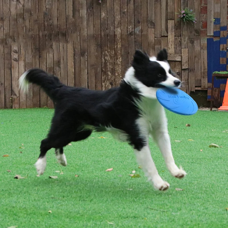A black and white dog is running across green grass with a blue silicone flying disc.