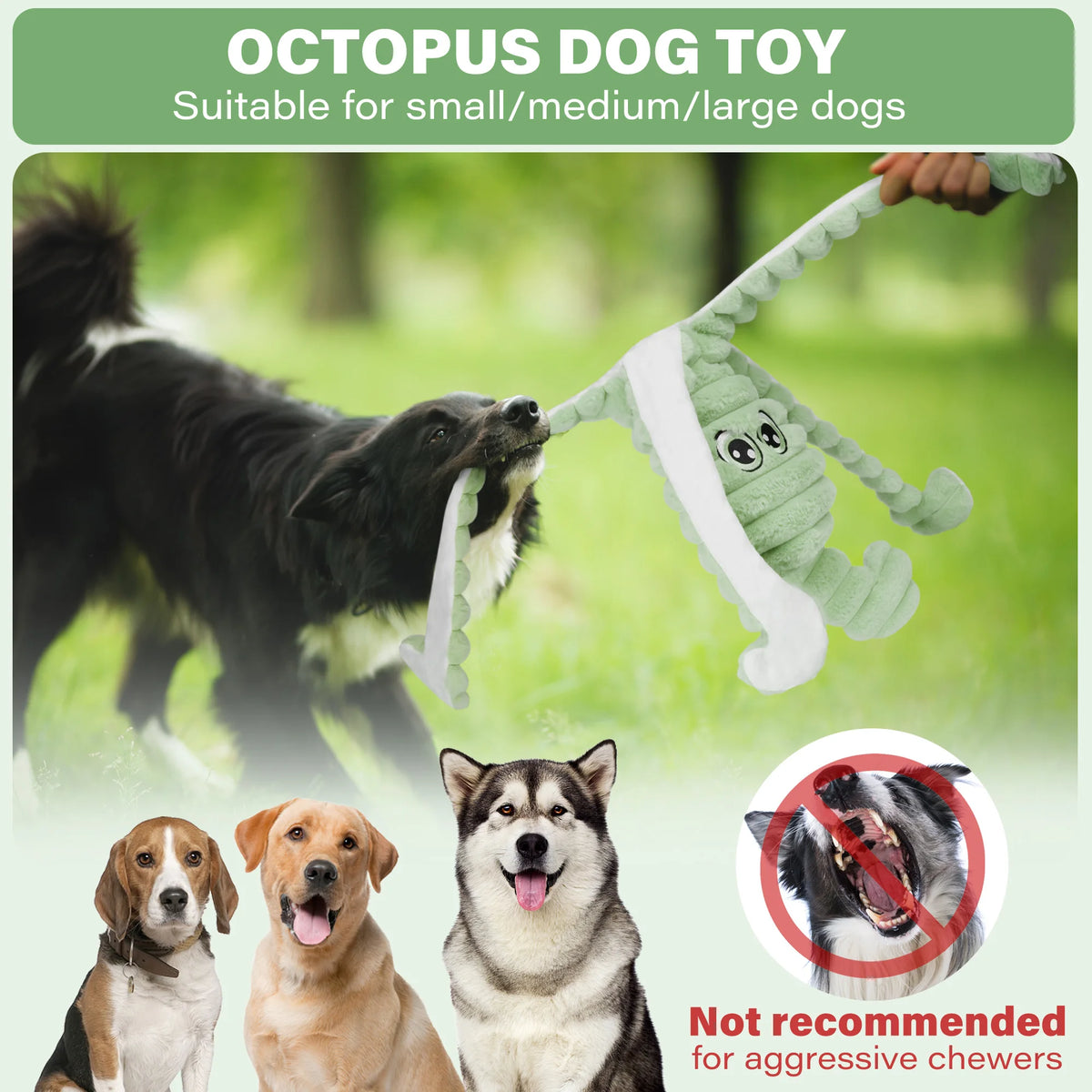 Ein grüner Oktopus-Hundspielzeug wird von einem schwarzen Hund mit mehreren anderen Hunden gespielt.