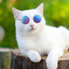 Eine weiße Katze mit runden, reflektierenden Sonnenbrillen sitzt auf einem Holzstamm.
