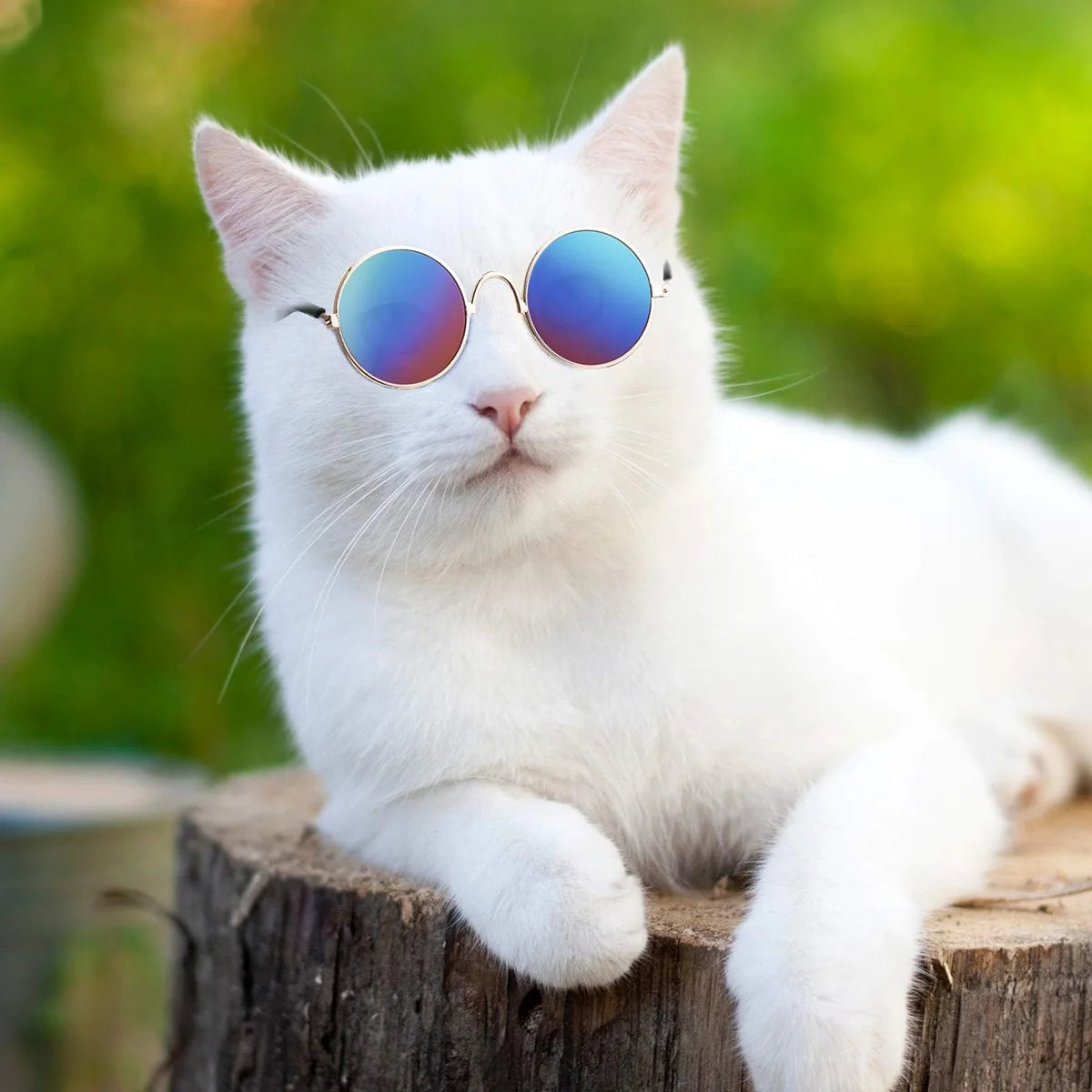 Eine weiße Katze mit runden, reflektierenden Sonnenbrillen sitzt auf einem Holzstamm.